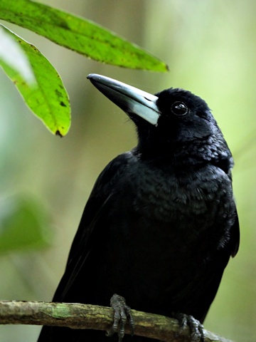 Black Butcherbird (Cracticus quoyi)